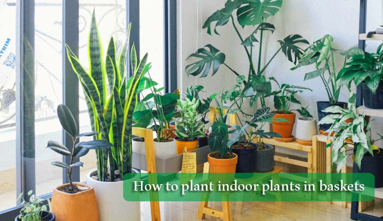 How to Plant Indoor Plants In baskets