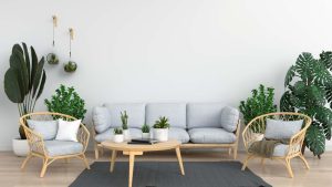Best Indoor Plants for Your Living Room